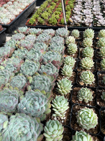 evergreen farm succulents 16 Succulent Varieties in 2" Planters – Evergreen Farm