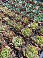 16 Succulent Varieties in 2" Planters