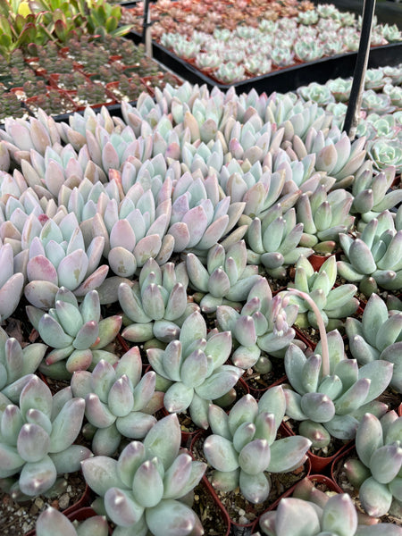evergreen farm succulents 16 Succulent Varieties in 2" Planters – Evergreen Farm