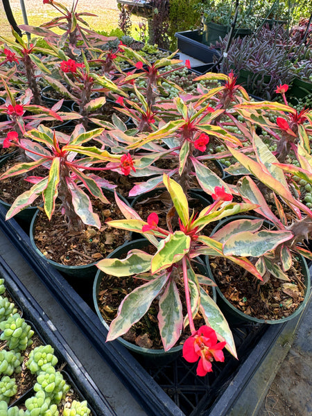 Variegated Crown of Thorns