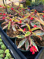 Variegated Crown of Thorns