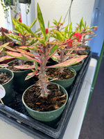 Variegated Crown of Thorns