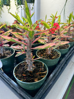 Variegated Crown of Thorns