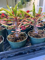 Variegated Crown of Thorns