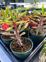 Variegated Crown of Thorns