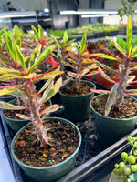 Variegated Crown of Thorns