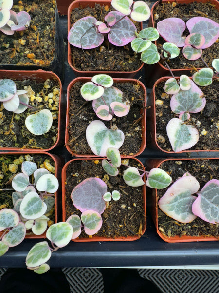variegated string of hearts succulent Ceropegia woodii Variegated String of Hearts – Evergreen Farm