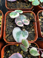 Ceropegia woodii Variegated String of Hearts