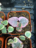 Ceropegia woodii Variegated String of Hearts