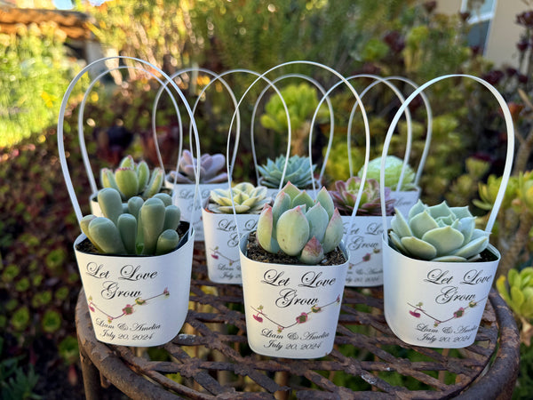 succulent plants for favors White Succulent Wrappers with White Handles for Wedding Favors