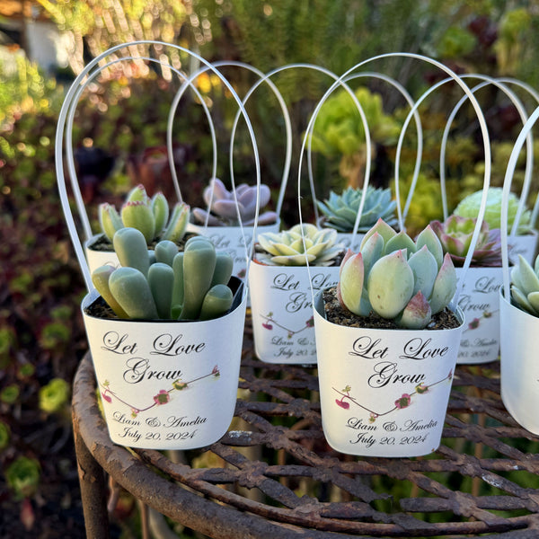 bulk succulents wedding White Succulent Wrappers with White Handles for Wedding Favors