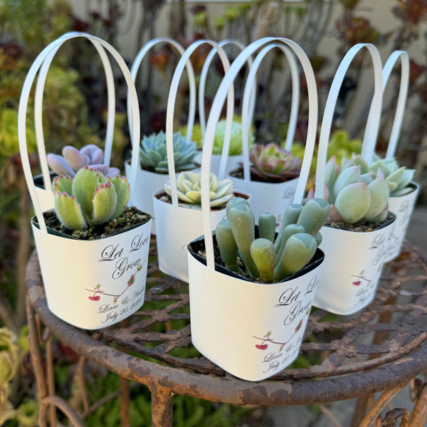succulent wrapping ideas White Succulent Wrappers with White Handles for Wedding Favors
