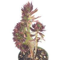 Aeonium Arboreum Atropurpureum Cristata 4in #115