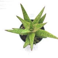 Aloe Congolensis 4in #135