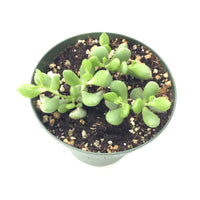 Cotyledon Pendens 4in #172