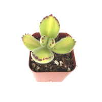 Cotyledon Tomentosa Variegated 2in #148