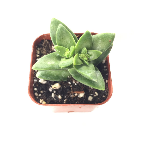 Crassula Springtime 2in #177