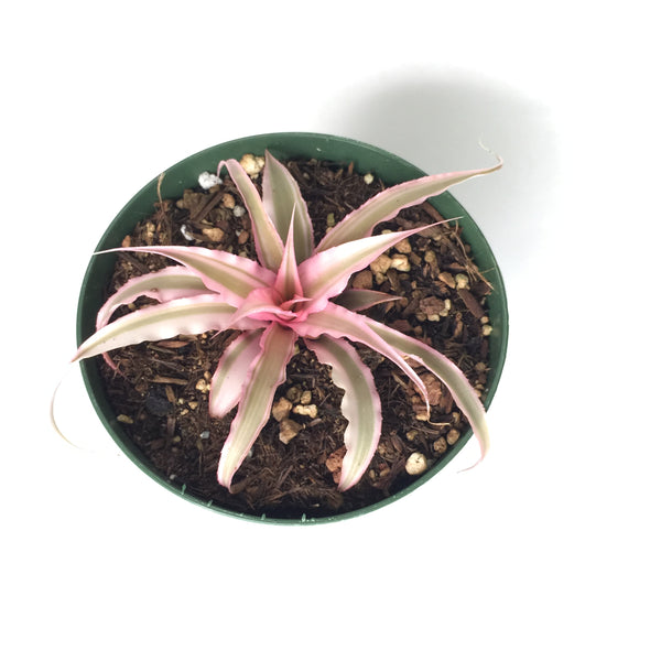 Cryptanthus Bivittatus Pink Starlite 4in #160