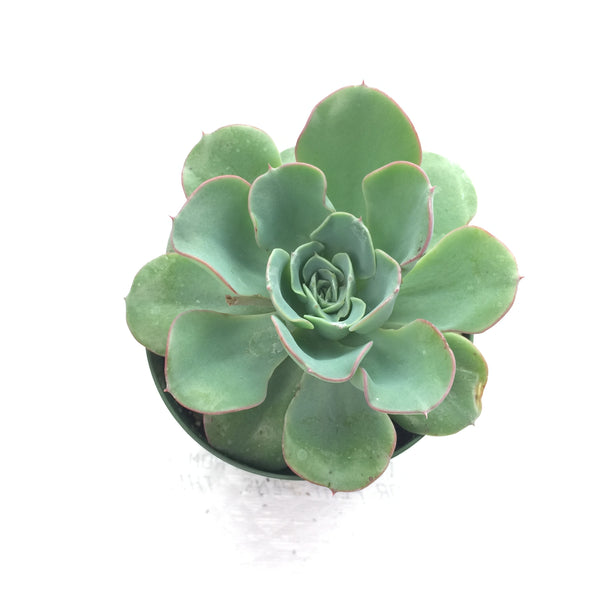 Echeveria Atlantis 4in #148