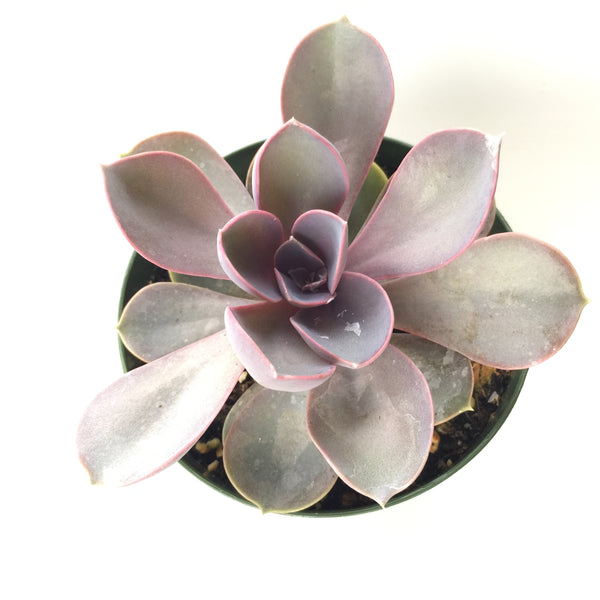 Echeveria Purple Pearl 4in #63