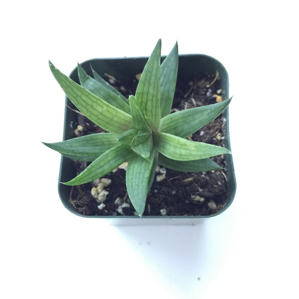 Haworthia Herbacea 2in #65