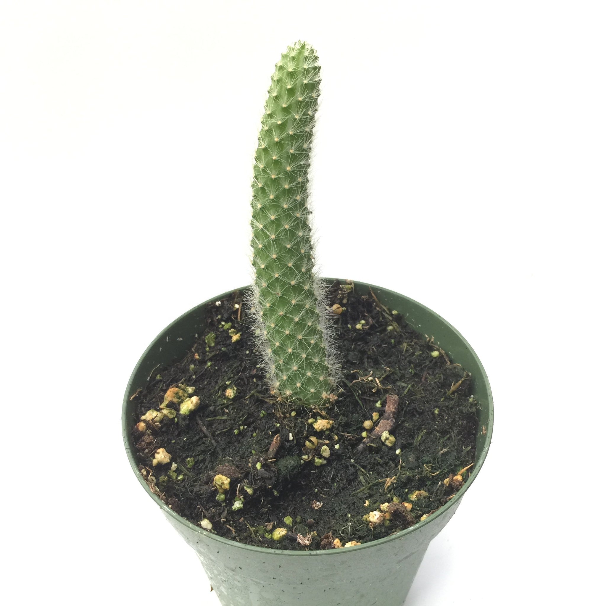 Hildewintera Colademononis Monkey Tail 4in #197 online – Evergreen
