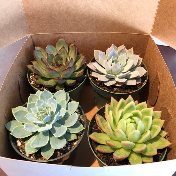 varieties of succulents with pictures 4 varieties of succulents in 4" planters – Evergreen Farm