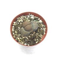 Lithops 4in #80