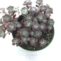 Sedum Spathulifolium Purpureum 4in #90