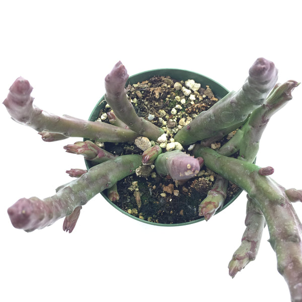 Stapelia Grandiflora Starfish Cactus 4in #96