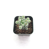 Mammillaria Thimble Cactus 2in #112