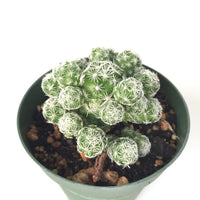 Mammillaria Thimble Cactus 4in #204