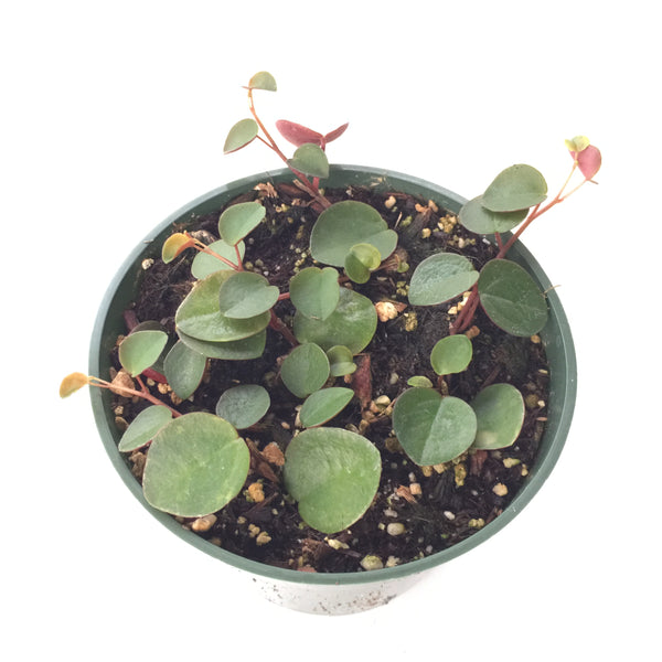 Peperomia Ruby Cascade 4in #186