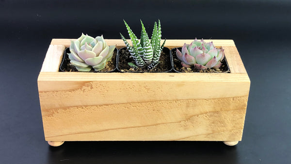 Planter Box with Three Succulents Gift