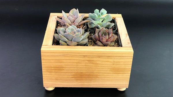 Planter Box with Four Succulents Gift