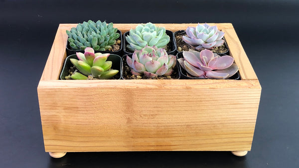 Planter Box with Six Succulents Gift