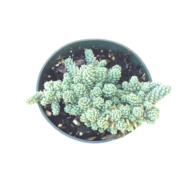 Sedum Brevifolium 4in #170