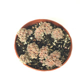 Sedum Dasyphyllum Minor 4in #157